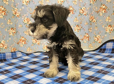 ミニチュアシュナウザー