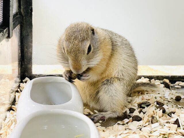 リチャードソンジリス