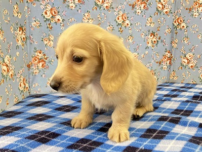 見た目通り⁉おっとりマイペースなダックスくん入舎! ミニチュアダックス