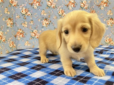 見た目通り⁉おっとりマイペースなダックスくん入舎! ミニチュアダックス