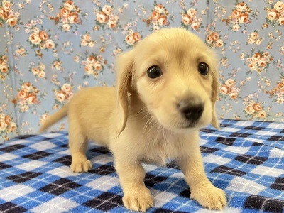 見た目通り⁉おっとりマイペースなダックスくん入舎! ミニチュアダックス