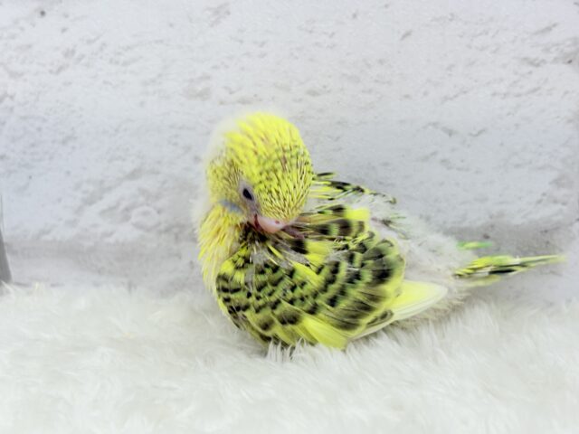 セキセイインコ