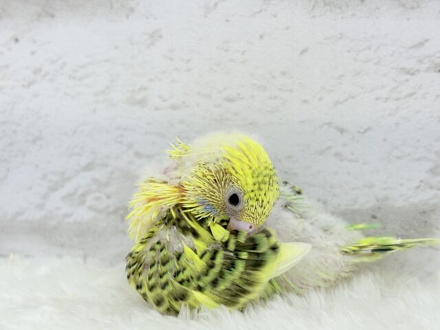 セキセイインコ