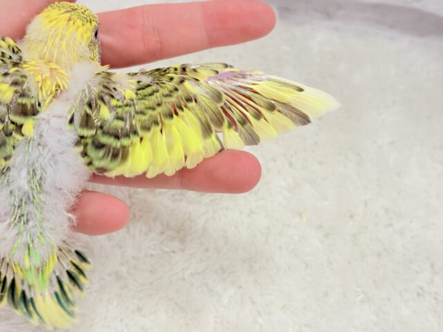 セキセイインコ