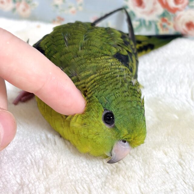 サザナミインコ