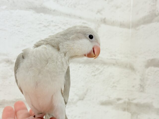 オキナインコ
