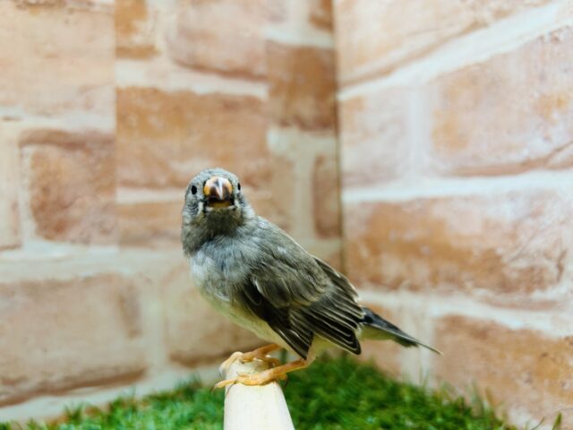 錦花鳥（キンカチョウ）