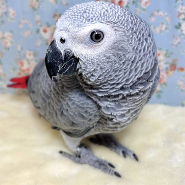 ヨウム 女の子🎀🩶🩶( •̀θ•́ )✧ ヨウム