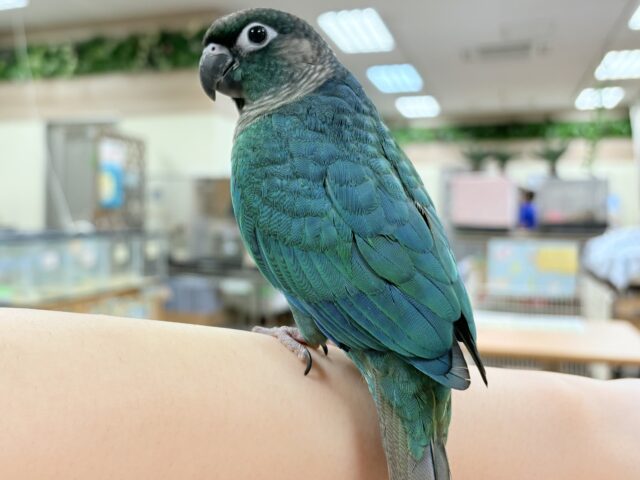 ホオミドリウロコインコ