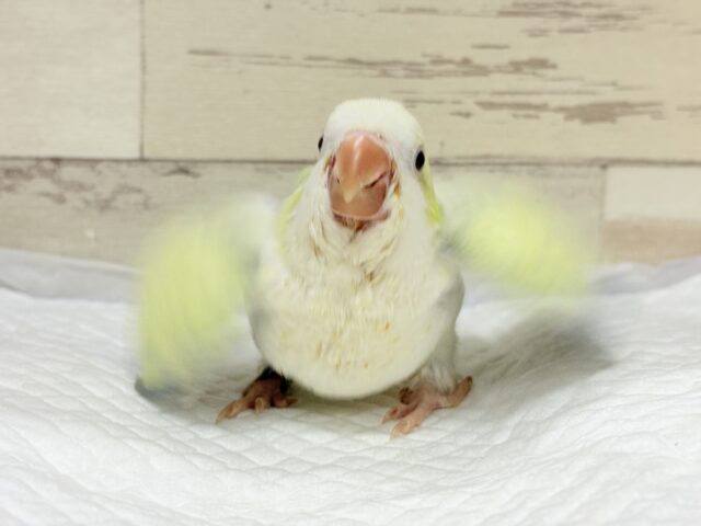 オキナインコ