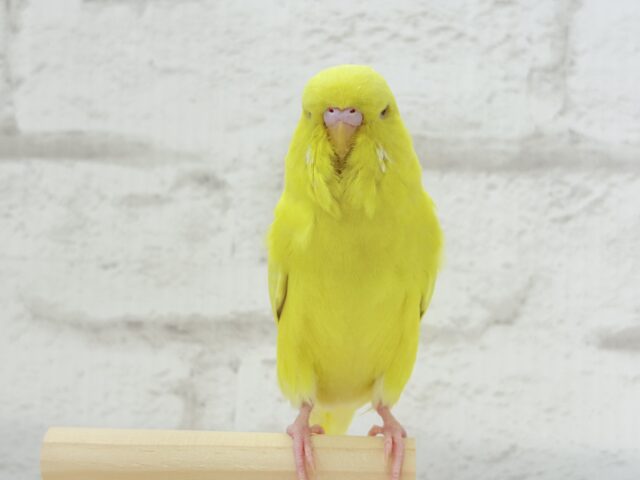 ジャンボセキセイインコ