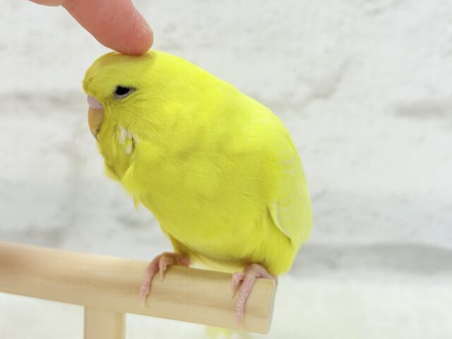ジャンボセキセイインコ
