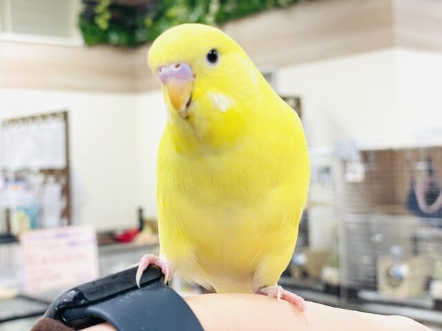 ジャンボセキセイインコ