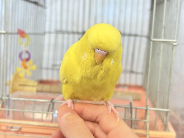 ジャンボセキセイインコ