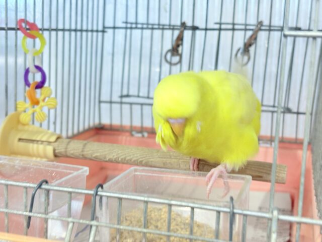 ジャンボセキセイインコ