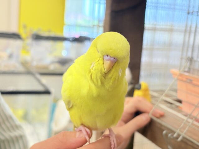 ジャンボセキセイインコ