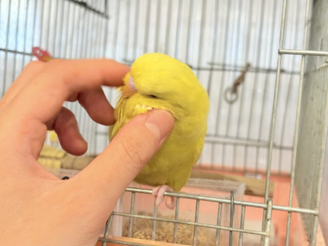 ジャンボセキセイインコ