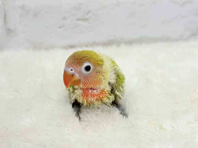 ヤマブキボタンインコ