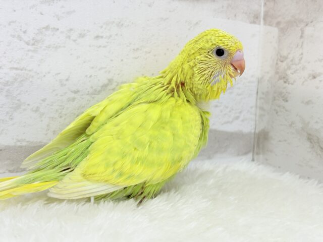 ジャンボセキセイインコ