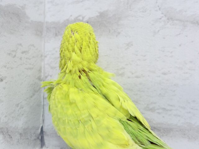 ジャンボセキセイインコ