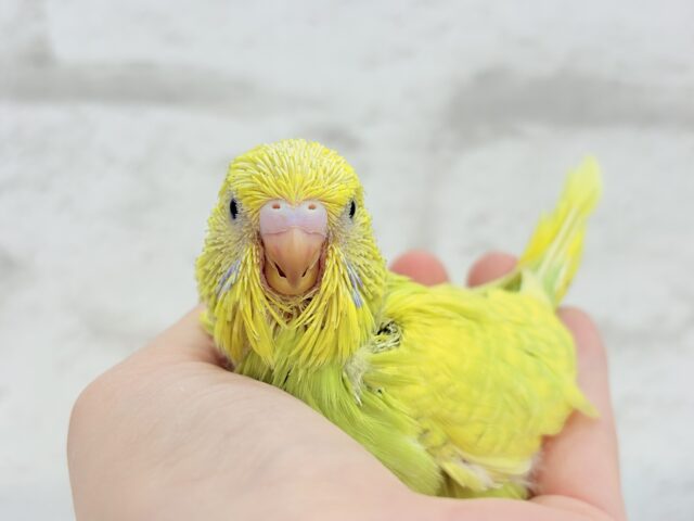 ジャンボセキセイインコ