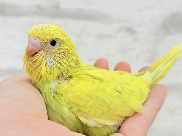 ジャンボセキセイインコ