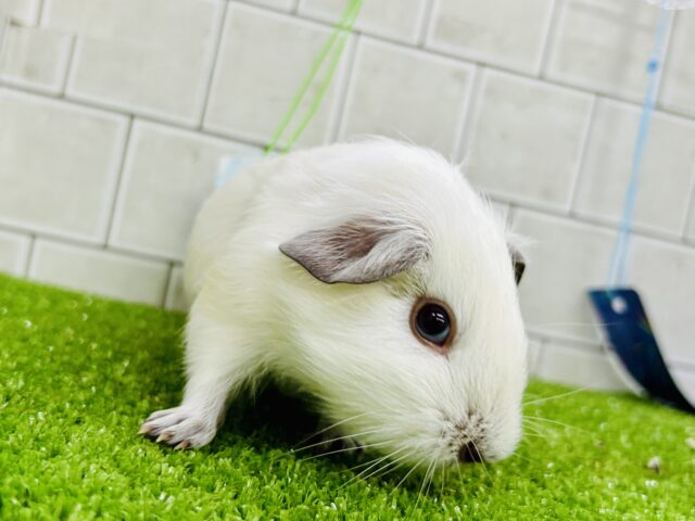 ロシアンスモークモルモット