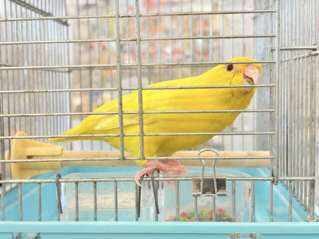 サザナミインコ