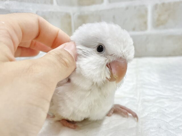 オキナインコ