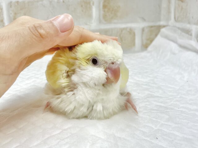 オキナインコ