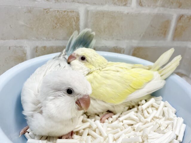 オキナインコ