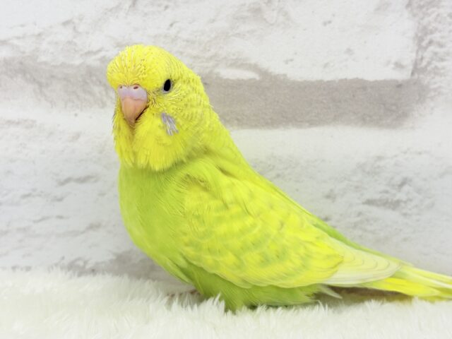 ジャンボセキセイインコ