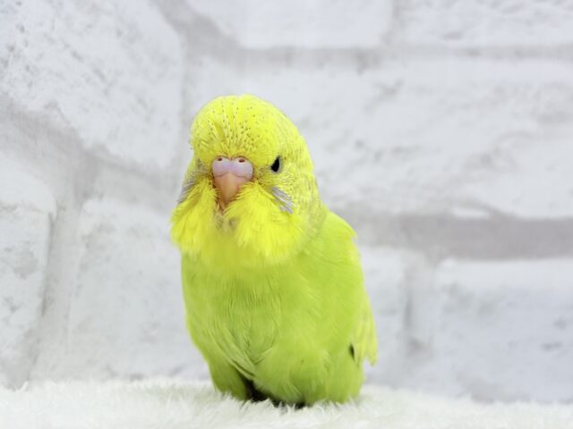 ジャンボセキセイインコ