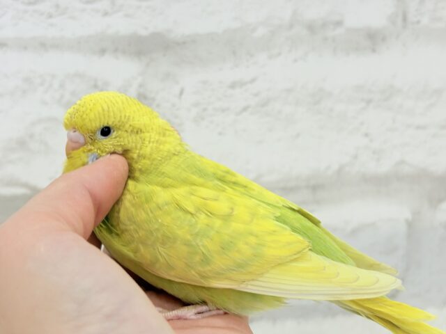 ジャンボセキセイインコ