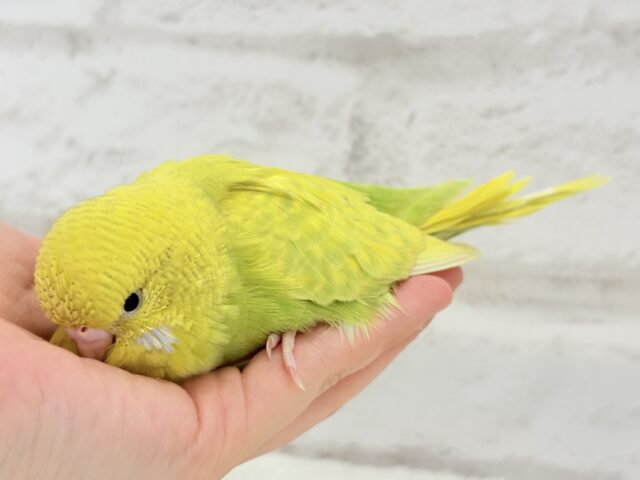 ジャンボセキセイインコ