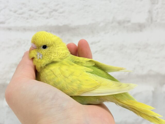 ジャンボセキセイインコ