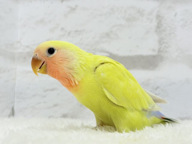 コザクラインコ（小桜インコ）