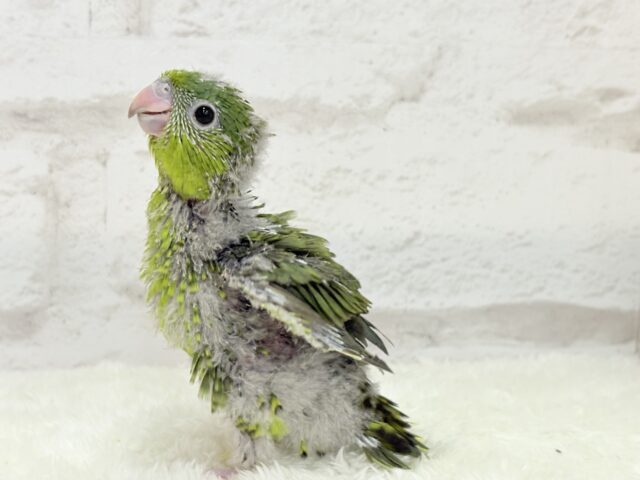 サザナミインコ