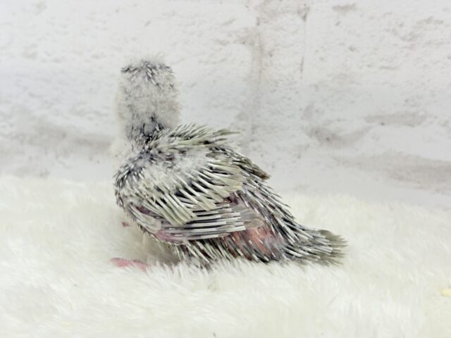 サザナミインコ