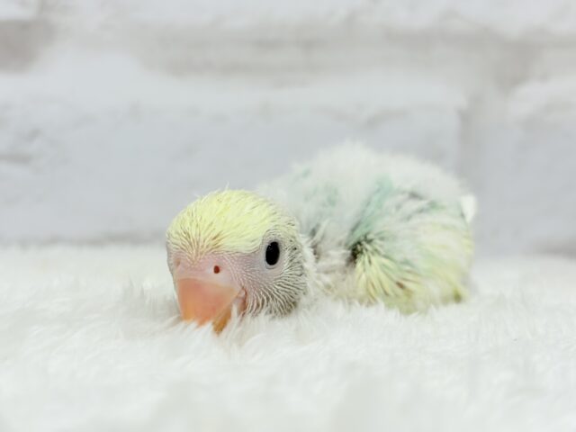 コザクラインコ（小桜インコ）