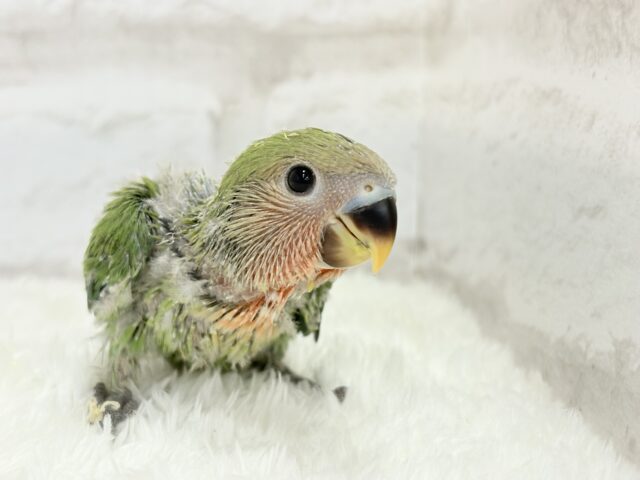 コザクラインコ（小桜インコ）