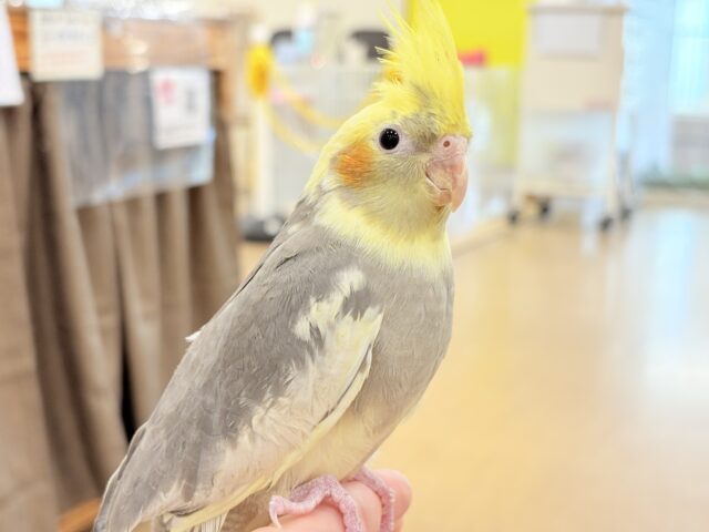 オカメインコ