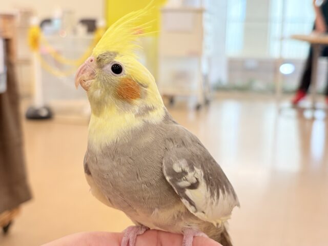 オカメインコ
