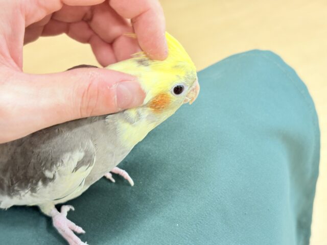 オカメインコ