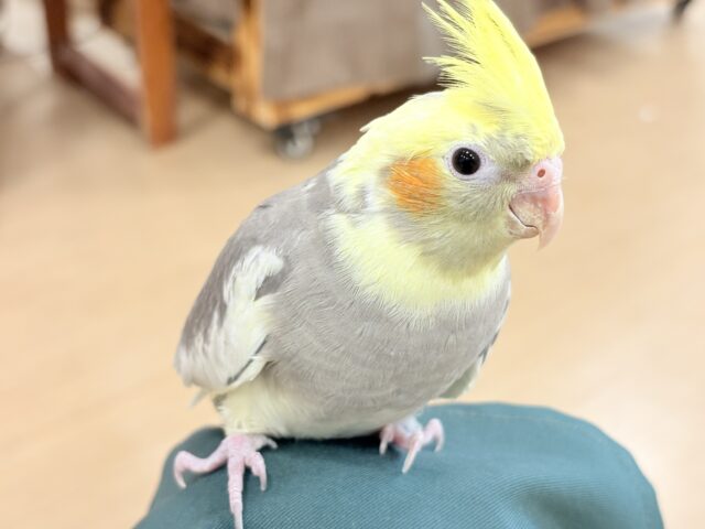 オカメインコ