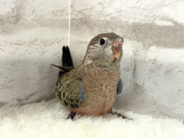 アキクサインコ（秋草インコ）