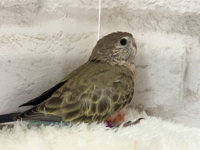 羽模様の美しさはピカイチ🪶✨アキクサインコ(ノーマル) ヒナ アキクサインコ(秋草インコ)