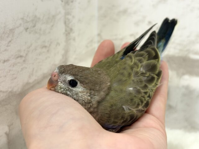 羽模様の美しさはピカイチ🪶✨アキクサインコ(ノーマル) ヒナ アキクサインコ(秋草インコ)