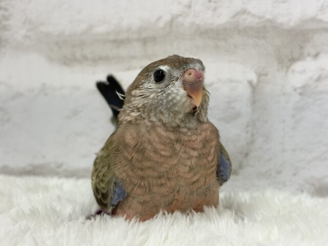 羽模様の美しさはピカイチ🪶✨アキクサインコ(ノーマル) ヒナ アキクサインコ(秋草インコ)