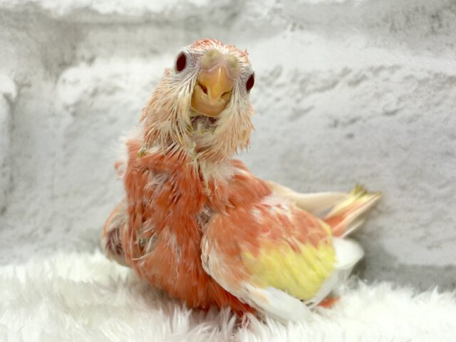アキクサインコ（秋草インコ）